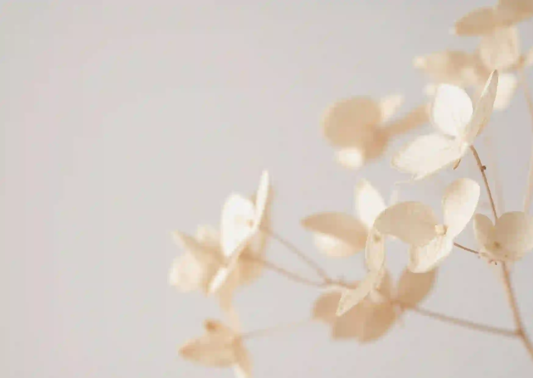 Beige Hortensie.