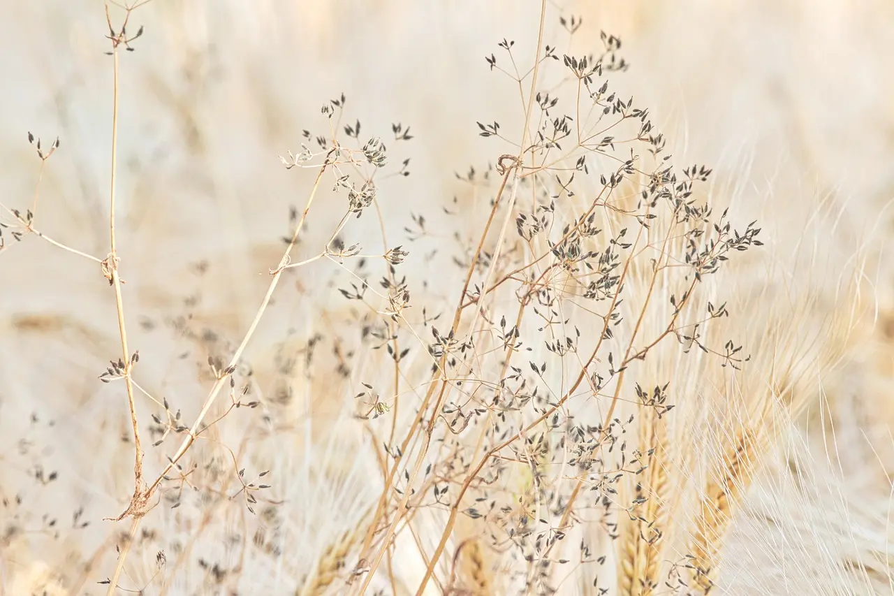 Samen beige