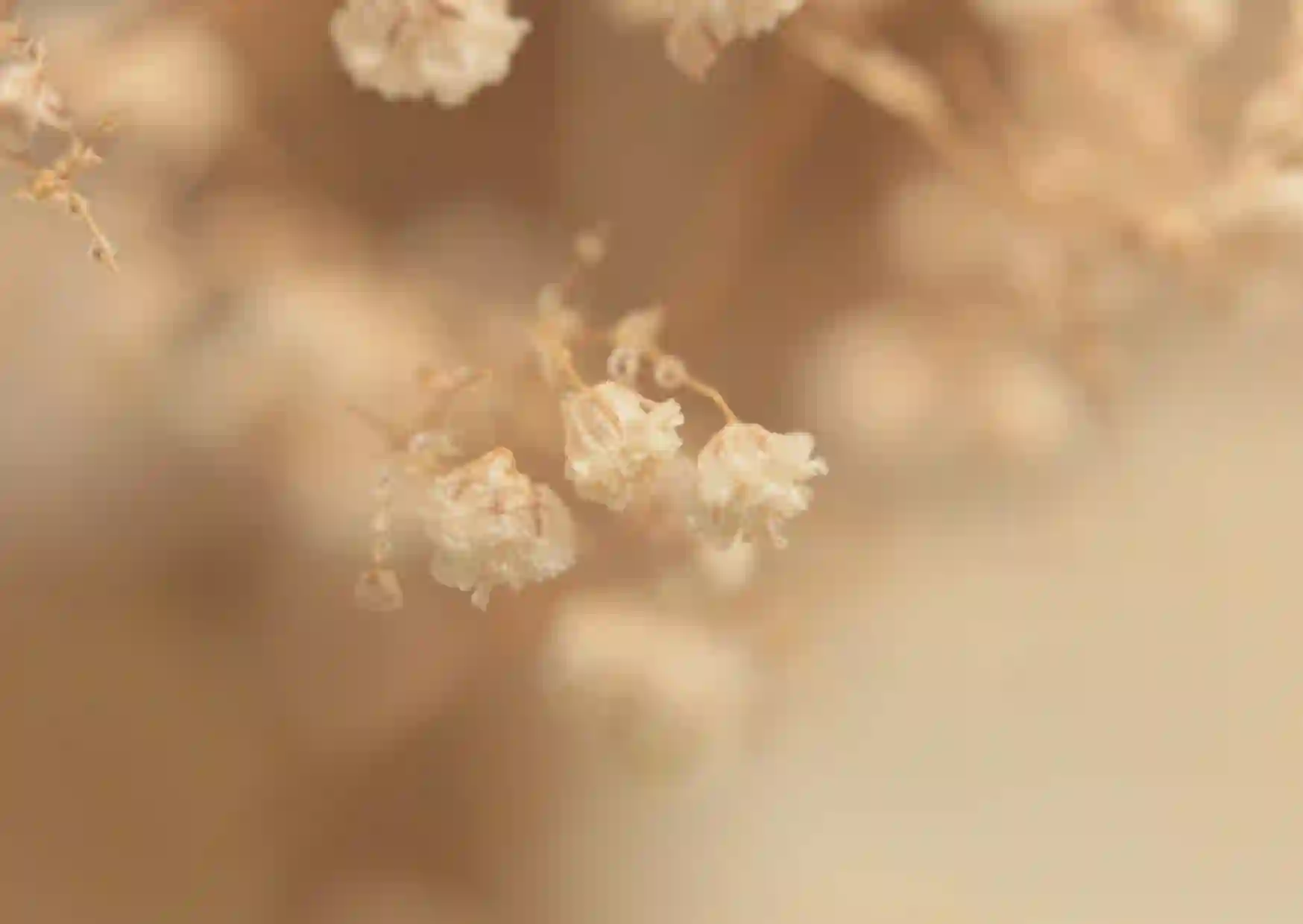 Weisse Blumen auf verschwommenem Hintergrund