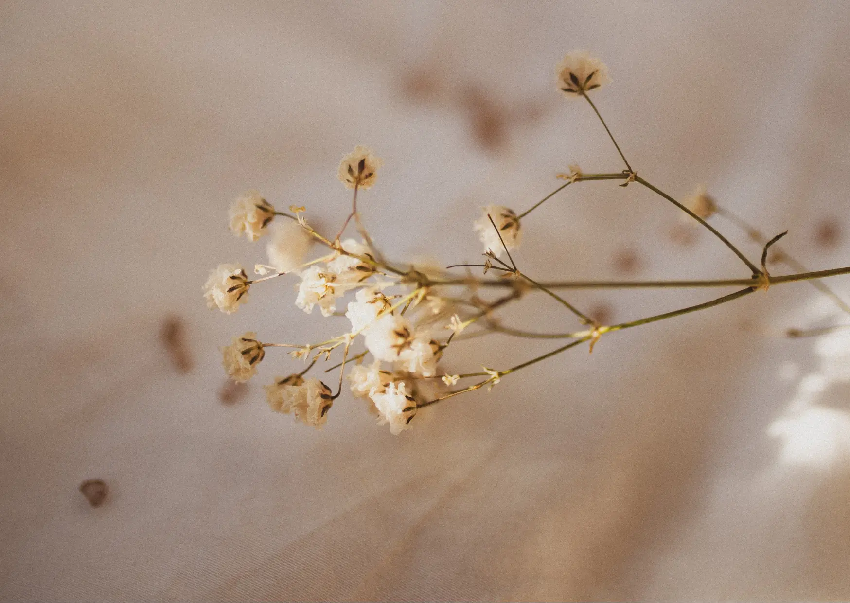 Weisse Blume Nahaufnahme