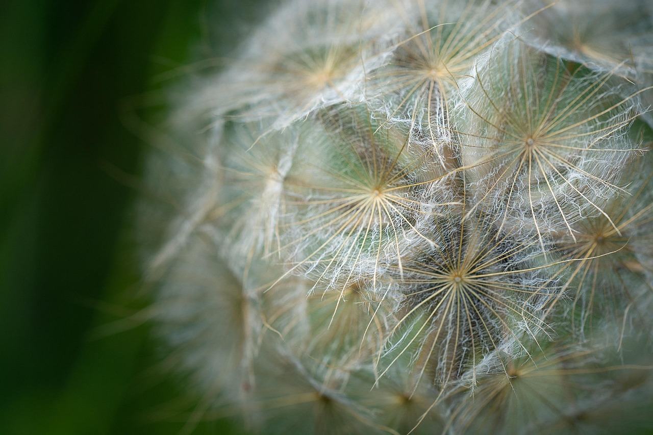 Pusteblume. Nahe Aufnahme.